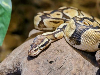 Ball python snake with distinctive brown and tan pattern coiled up