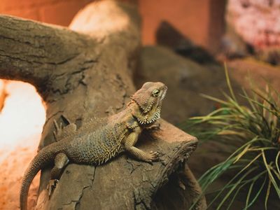 Bearded dragon basking showing distinctive spiky beard and triangular head