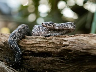 Boa constrictor showing muscular body with distinctive saddle pattern
