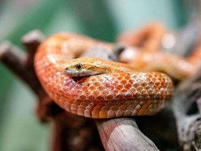 Orange and red corn snake showing vibrant coloring and saddle pattern