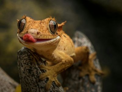 Crested gecko showing distinctive eyelash-like crests above eyes