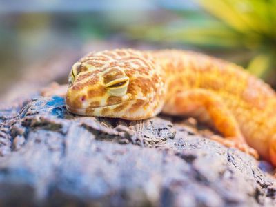 Leopard gecko with yellow and brown spotted pattern showing distinctive face
