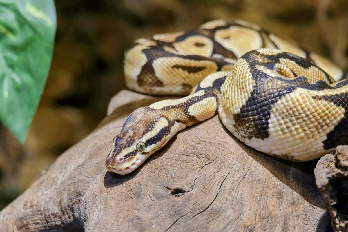 Ball python snake with distinctive brown and tan pattern coiled up