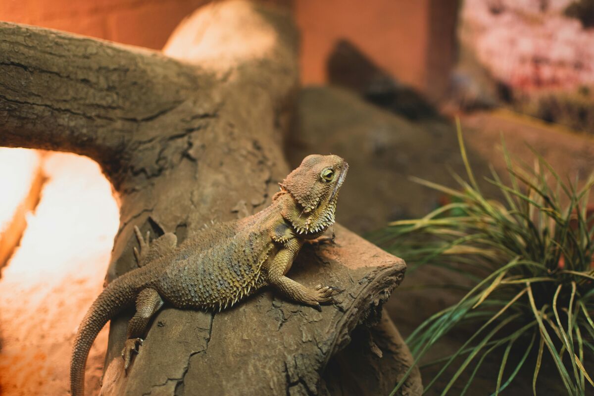Bearded dragon basking showing distinctive spiky beard and triangular head
