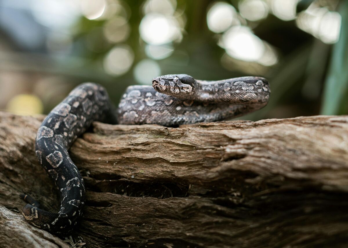 Boa constrictor showing muscular body with distinctive saddle pattern