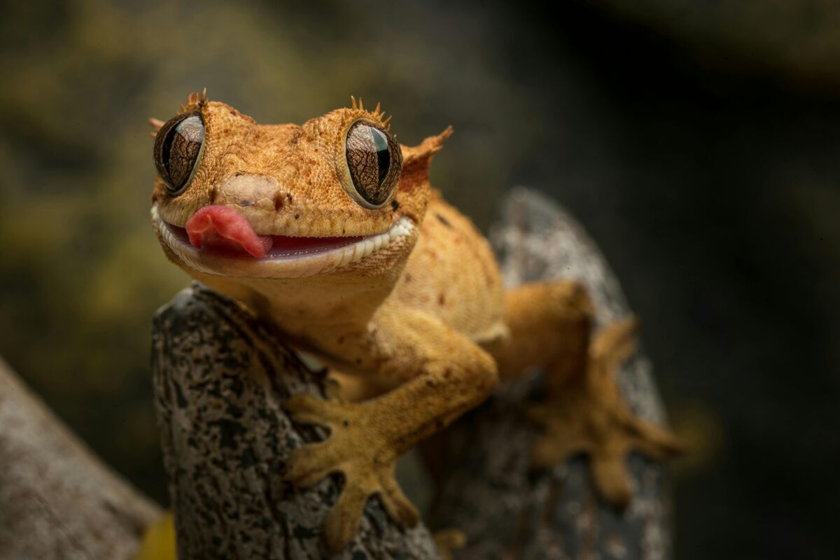 Crested gecko showing distinctive eyelash-like crests above eyes