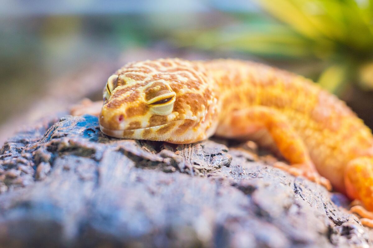 Leopard gecko with yellow and brown spotted pattern showing distinctive face